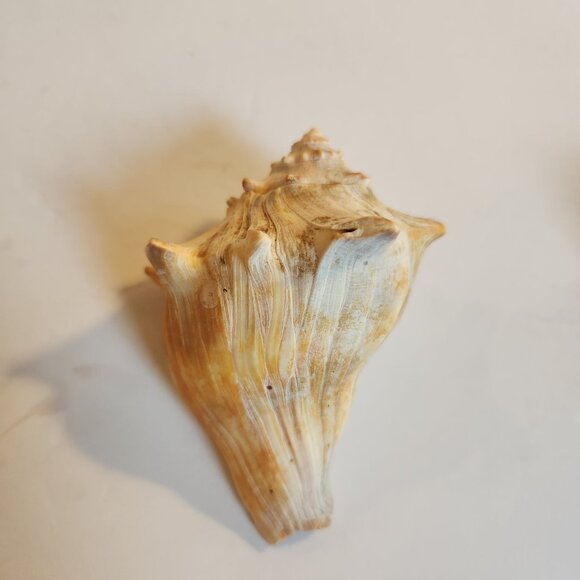 Natural Horse Conch Sea Shell White Tone 4.7" Beach Home Decor - Set of 2 - Picture 4 of 8